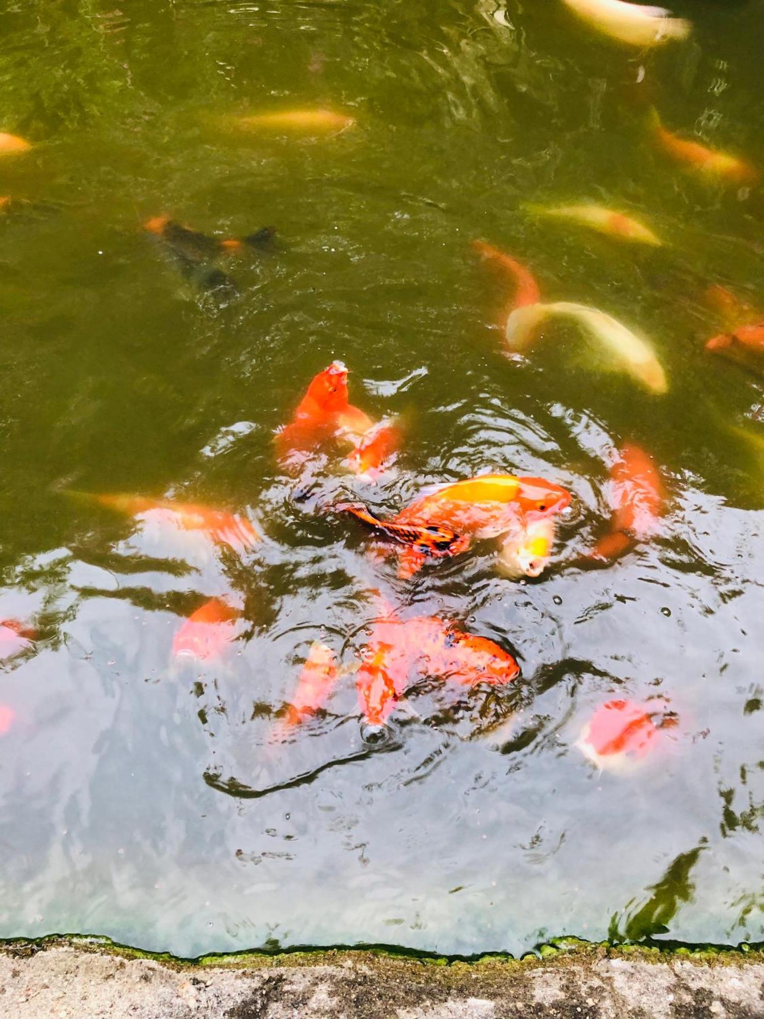 Hotel Hungry Lion Sigirija Zewnętrze zdjęcie
